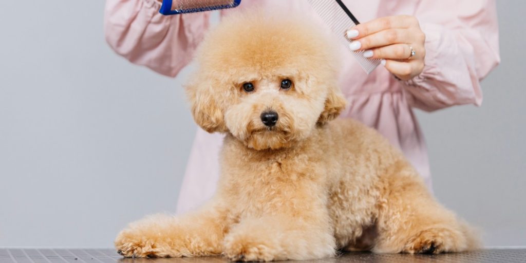 newimagesmagazine_it_06_09_2026_Pelo_del_cane_e_salute_cosa_rivela_il_mantello_e_come_mantenerlo_sano_e_lucido_4cfd482288