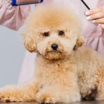 Pelo del cane e salute: cosa rivela il mantello e come mantenerlo sano e lucido